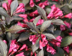 Spilled Wine
Garden Design
Calimesa, CA