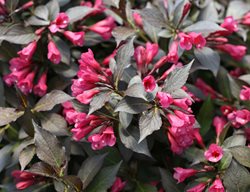 Spilled Wine Weigela, Dark Foliage, Flowering Shrub
Proven Winners
Sycamore, IL