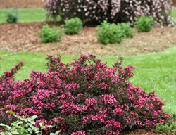 Spilled Wine, Weigela Shrub
Proven Winners
Sycamore, IL