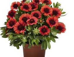 Spin Top Red Gaillardia, Blanket Flower
Proven Winners
Sycamore, IL