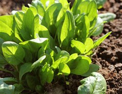 Spinach, Growing Spinach, Green Leaves
Shutterstock.com
New York, NY