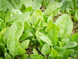 Spinach, Growing Spinach, Salad Greens, Green Leaves
Shutterstock.com
New York, NY