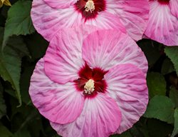Spinderella Rose Mallow, Hibiscus Moscheutos
Proven Winners
Sycamore, IL