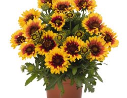 Spintop Starburst Gaillardia
Proven Winners
Sycamore, IL