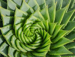 Spiral Aloe, Aloe Polyphylla, Aloe Plant
Shutterstock.com
New York, NY