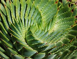 Spiral Aloe, Aloe Polyphylla
Garden Design
Calimesa, CA