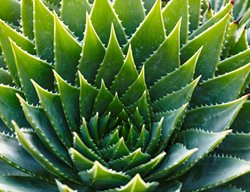 Spiral Aloe Plant, Aloe Polyphylla 
GAP Photos

