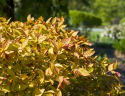 Spirea Goldflame, Deer Proof Plant
Dreamstime
