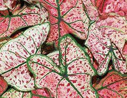 Splash Of Wine Caladium, Elephant Ear, Red Spotted Leaves
Proven Winners
Sycamore, IL