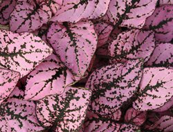 Splash Select Pink Hypoestes, Pink Polka Dot Plant
Ball Horticultural Company
Chicago, IL