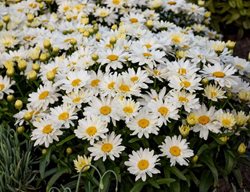 Spoonful Of Sugar Daisy, Leucanthemum Superbum, Shasta Daisy
Proven Winners
Sycamore, IL