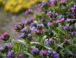 Spot On Lungwort Flowers
Proven Winners
Sycamore, IL