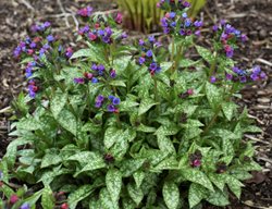 Spot-On Pulmonaria, Lungwort Plant
Proven Winners
Sycamore, IL