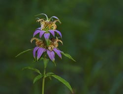 Spotted Bee Balm, Monarda Punctate, Dotted Bee Balm
Shutterstock.com
New York, NY