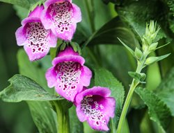Spotted Bellflower, Campanula Punctata
Shutterstock.com
New York, NY