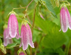 Spotted Bellflower, Campanula Punctata
Shutterstock.com
New York, NY