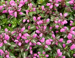 Spotted Dead Nettle, Lamium Maculatum
Garden Design
Calimesa, CA