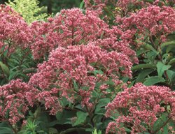 Spotted Joe Pye Weed, Maculatum
Garden Design
Calimesa, CA