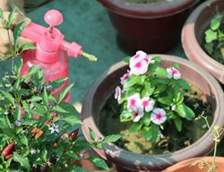 Spraying Plants With Neem Oil, Neem Oil As Pesticide
Shutterstock.com
New York, NY