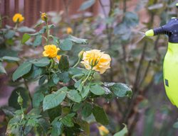 Spraying Rose Bushes, Garden Sprayer
Shutterstock.com
New York, NY