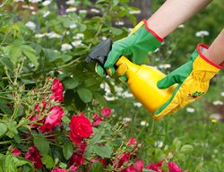 Spraying Rose Bushes, Treating Rose Bush
Shutterstock.com
New York, NY