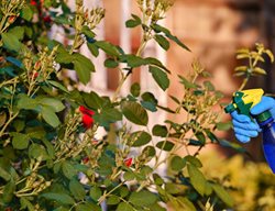 Spraying Roses
Shutterstock.com
New York, NY