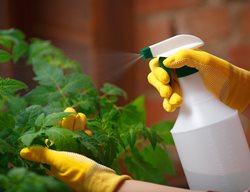 Spraying Tomato Plant, Spraying Neem Oil
Shutterstock.com
New York, NY
