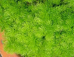 Sprengeri Asparagus Fern, Asparagus Densiflorus, Feathery Foliage
Shutterstock.com
New York, NY