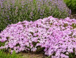 Spring Blink Pink Sparkles Phlox, Hybrid Spring Phlox
Proven Winners
Sycamore, IL