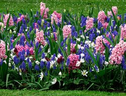 Spring Border, Hyacinth Flowers
Alamy Stock Photo
Brooklyn, NY