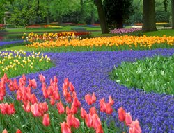 Spring Bulbs At Keukenhof, Spring Bulb Flowers
Garden Design
Calimesa, CA