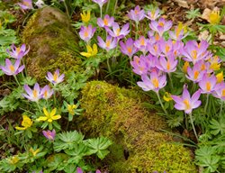 Spring Bulbs, Crocus
Garden Design
Calimesa, CA
