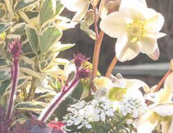 Spring Containers, Spring Plants
Le-jardinet
Seattle, WA
