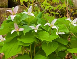 Spring Ephemerals, Trillium
Garden Design
Calimesa, CA