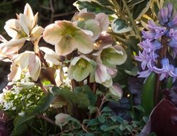 Spring Flowers, Spring Plants
Le-jardinet
Seattle, WA