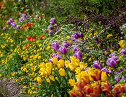 Spring Garden, Spring Flowers
Unsplash
