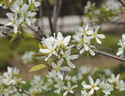 Spring Glory Serviceberry Tree, Amelanchier Canadensis, Flowering Tree
Proven Winners
Sycamore, IL