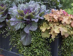 Spring Planter, Colorful Planter
Garden Design
Calimesa, CA