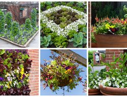 Spring Planting, Combinations
Garden Design
Calimesa, CA