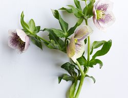 Spring Promise Conny
Garden Design
Calimesa, CA