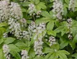 Spring Symphony Tiarella, Foamflower, Tiarella Hybrid
Shutterstock.com
New York, NY