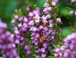 Springwood Pink Winter Heath, Erica Carnea, Evergreen Shrub
Garden Design
Calimesa, CA