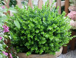 Sprinter Boxwood, Boxwood Shrub
Proven Winners
Sycamore, IL