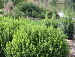Sprinter Boxwood, Buxus Microphylla
Proven Winners
Sycamore, IL