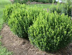 Sprinter Boxwood Hedge, Evergreen Shrub, Buxus Sempervirens
Proven Winners
Sycamore, IL