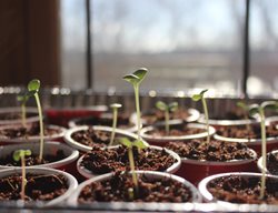 Sprouting Seeds, Seeds In Pots, Growing Seeds
Shutterstock.com
New York, NY