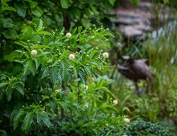 Sputnik Buttonbush, Cephalanthus Occidentalis
Millette Photomedia
