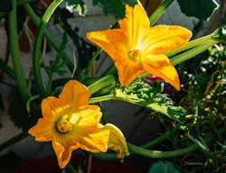 Squash Flowers
Shutterstock.com
New York, NY