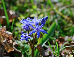 Squill Flower, Scilla Siberica
Shutterstock.com
New York, NY