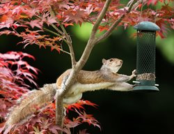 Squirrel, Bird Feeder, Japanese Maple Tree, Garden Pest
Shutterstock.com
New York, NY